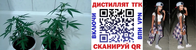 ТГК THC oil  Балабаново 